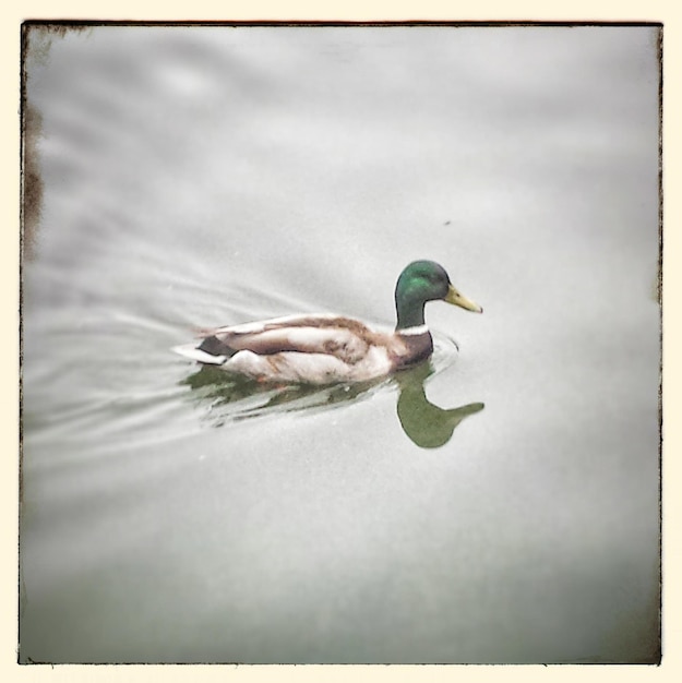 Premium Photo | Bird in water