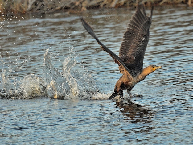 Foto uccello in acqua