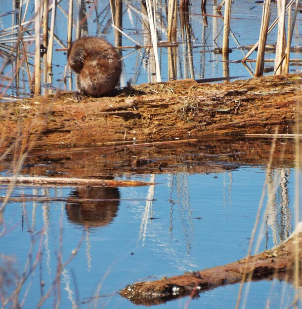 Premium Photo | Bird in water