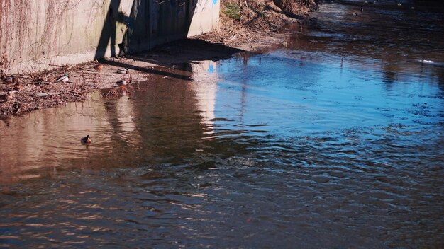 Bird in water