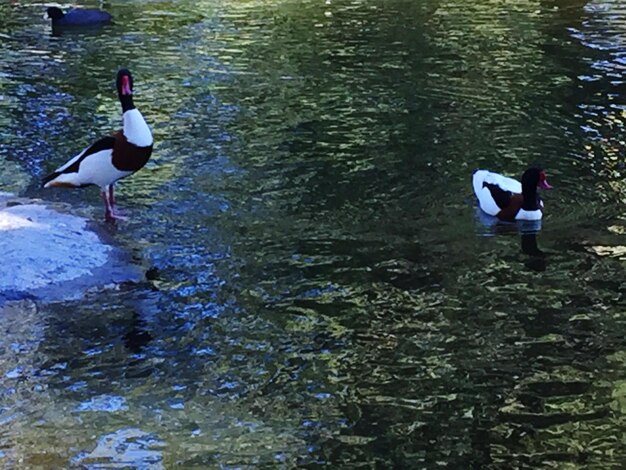 Foto uccello in acqua