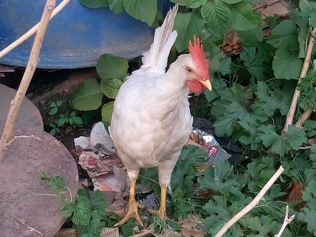 Foto uccello su sfondo bianco