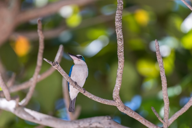 Bird (White-collared kingfisher) in een wilde natuur