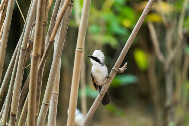 Bird (White-crested Laughingthrush) in nature wild