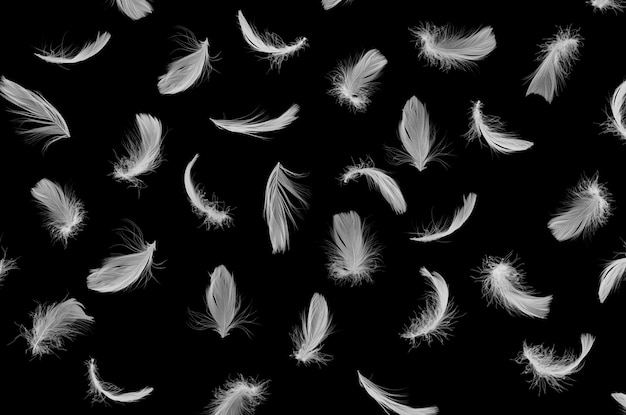 Bird white feathers texture isolated on black background