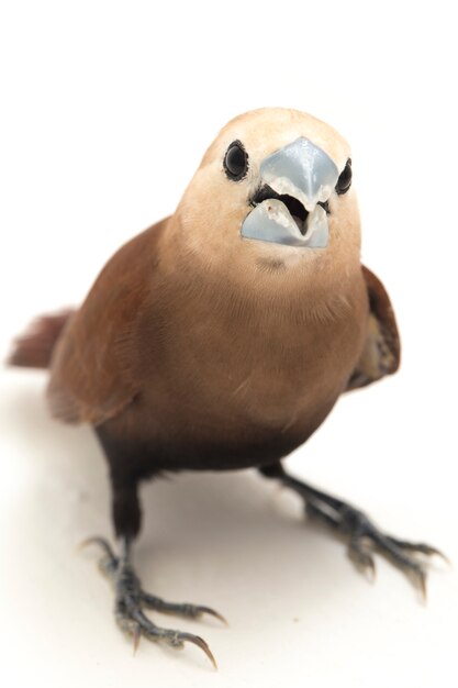 Bird white-headed munia finch isolated 