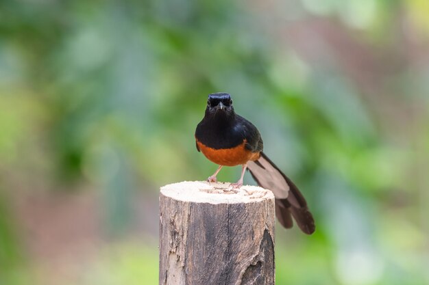 새 (흰색 rumped shama 또는 Copsychus malabaricus) 수컷은 광택이있는 검은 색입니다.