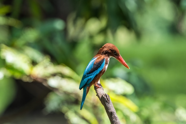 Bird (White-throated Kingfisher, Halcyon smyrnensis) bright blue