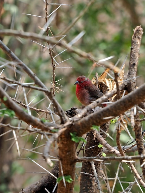 Photo bird wildlife in africa safari