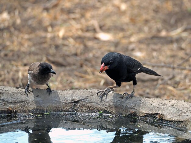 Bird Wildlife in Africa safari