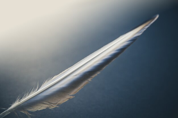 Bird wing feather resting on a gray background