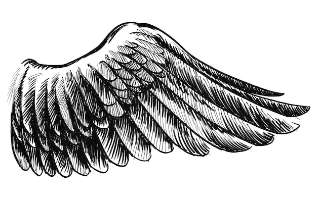 Bird wing. Ink black and white drawing