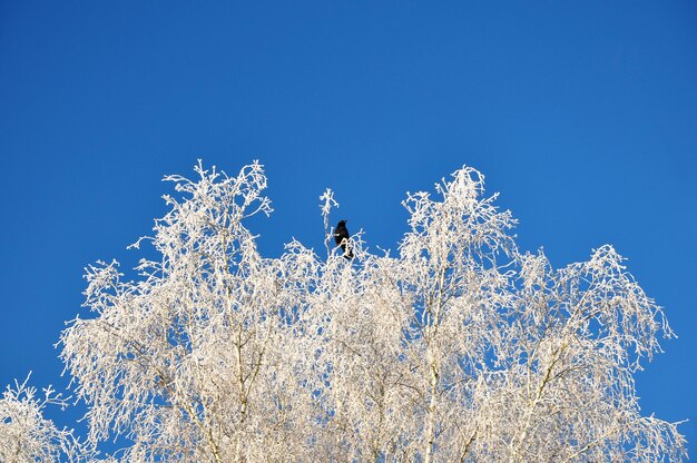 Bird in winter tree top