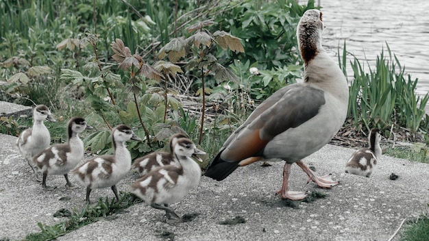 A bird with a baby duck on it