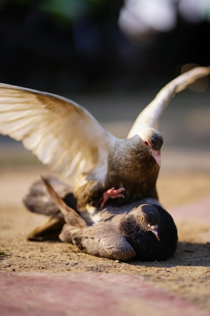 A bird with a black ball on its head