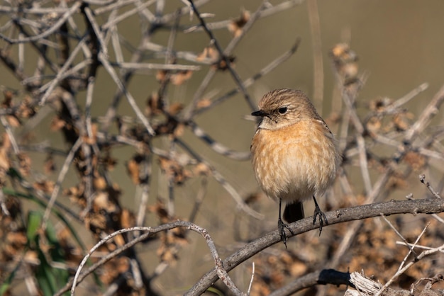 Photo a bird with a black beak sits on a branch.