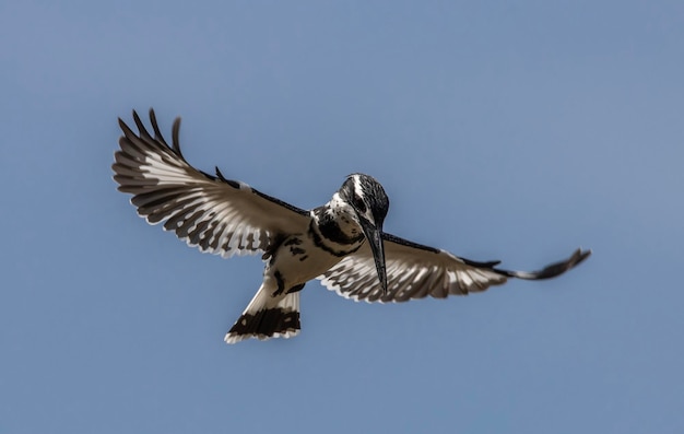 A bird with a black beak and white markings is flying in the sky.