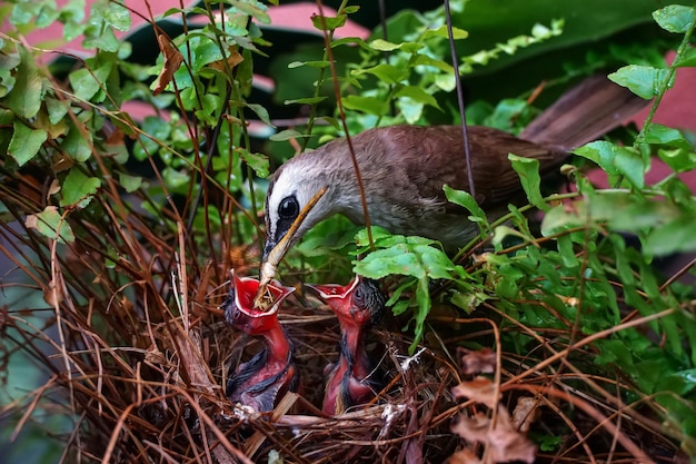 頭に黒い羽をつけた鳥がひな鳥を見ている。