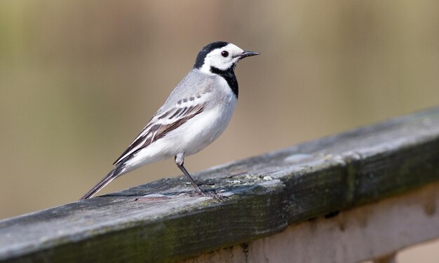 a bird with a black head and white feathers is standing on a wooden ledge