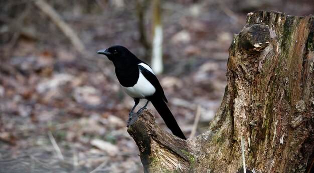 A bird with a black tail