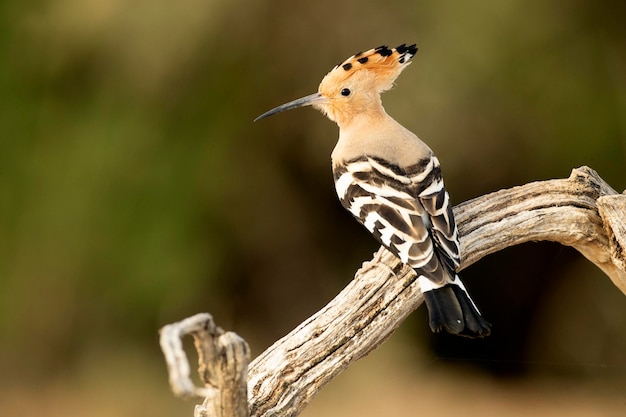 Птица с черно-белой полосой на голове сидит на деревянном столбе.