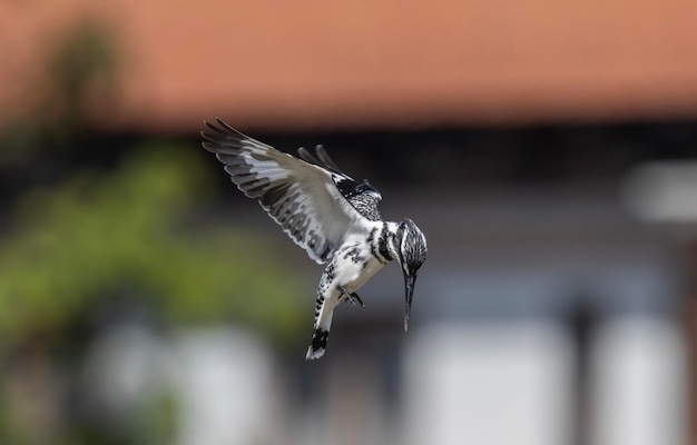 A bird with a black and white wing span is flying in front of a house.