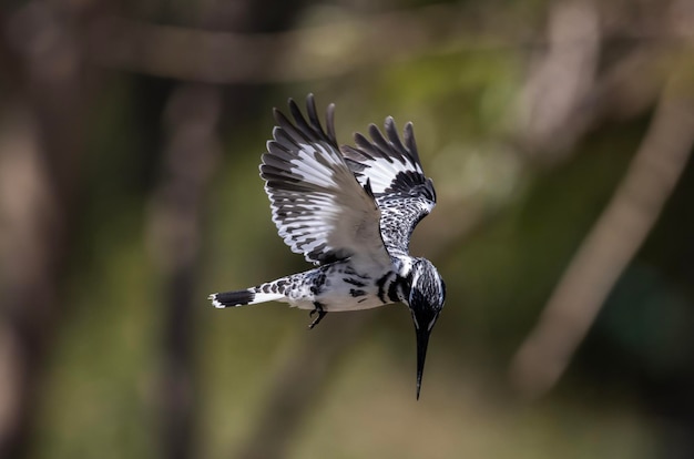 黒と白の翼に白い縞模様のある鳥