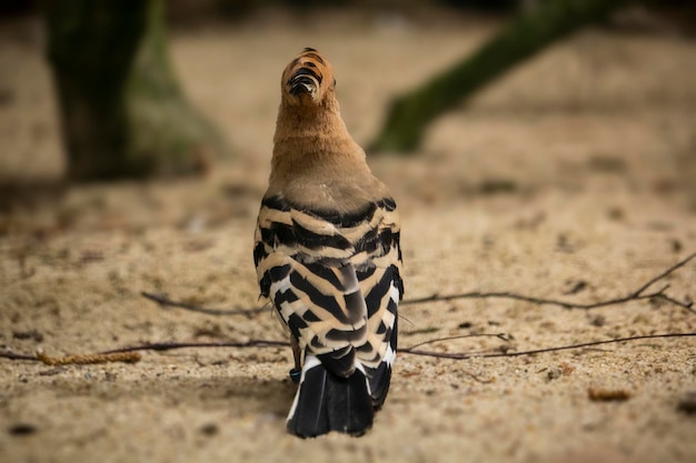 A bird with black and yellow stripes on its tail stands on the ground.