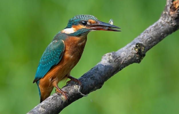 a bird with a blue beak on a branch with a fish in its beak