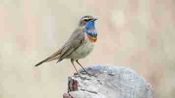 Photo a bird with a blue beak on its head