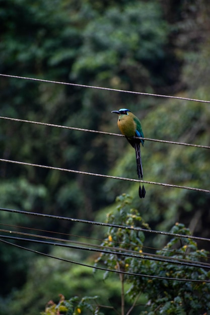 Photo a bird with a blue belly