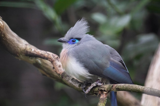 A bird with a blue eye and a white belly sits on a branch.