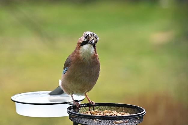 A bird with a blue and gray tail