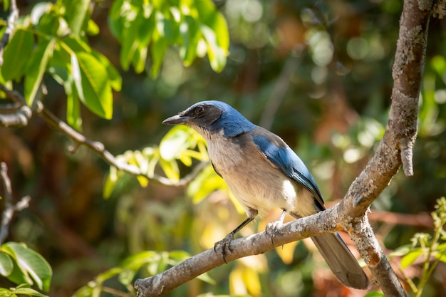 Uccello con piumaggio blu della specie aphelocoma califrnica in posa su un albero nel mezzo