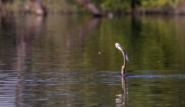 A bird with a fish in its mouth