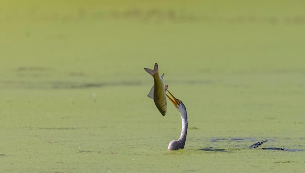 口の中に魚がいる鳥