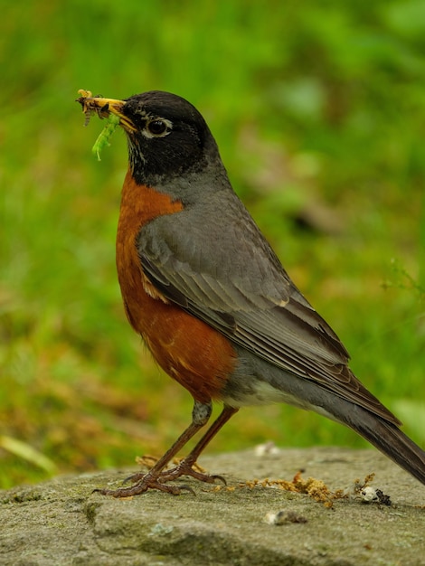 Photo a bird with a grasshopper in its beak