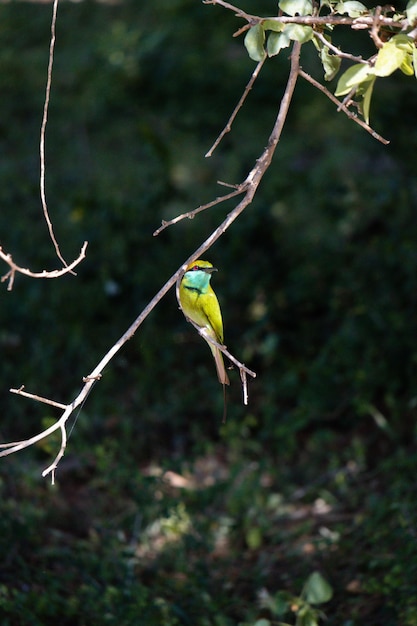 A bird with a green head and a yellow head sits on a branch.