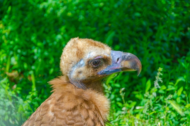 Photo a bird with a long beak and a black beak