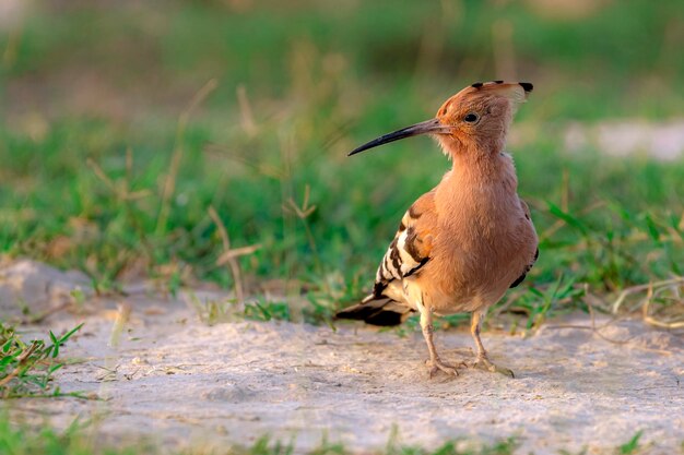 Foto un uccello con un lungo becco e una coda nera si erge su un terreno sabbioso.