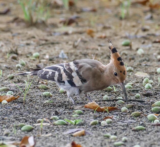 長い喙を持つ鳥が種子から何かを食べている