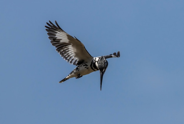 A bird with a long beak is flying in the sky.