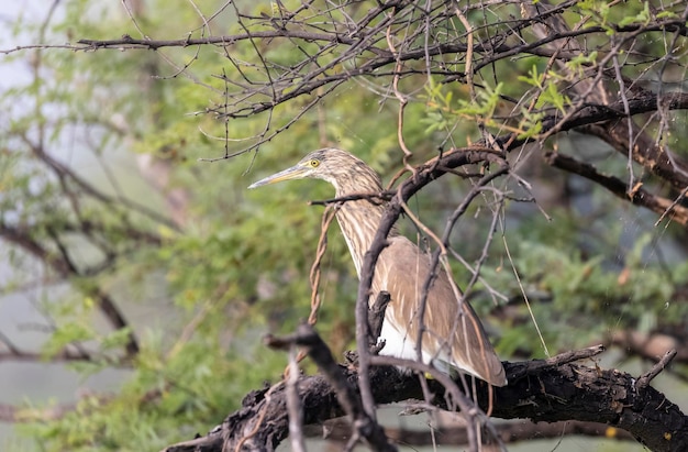 A bird with a long beak is sitting on a branch.