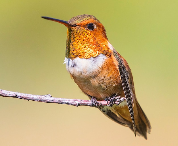 Foto un uccello con un lungo becco è seduto su un ramo