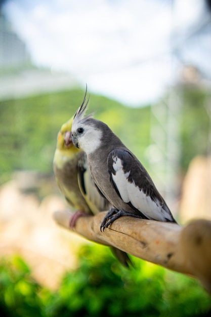 長いくちばしを持つ鳥がとまり木に座っています。