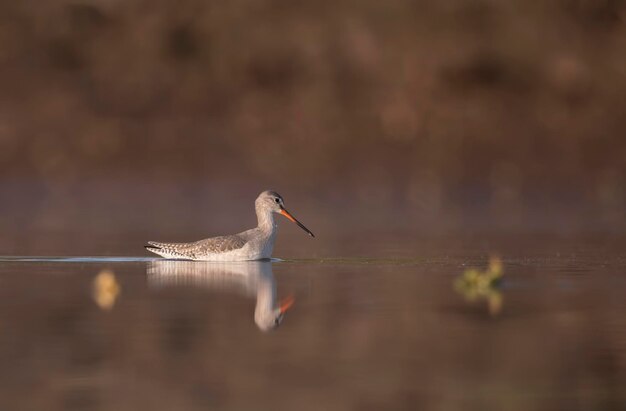 A bird with a long beak is swimming in a pond