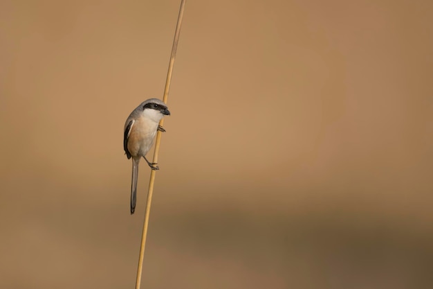 Foto un uccello con un lungo becco si erge su un'erba secca