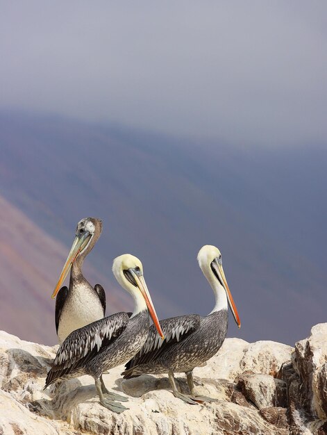 Photo a bird with a long beak and a white beak stands on a cliff.