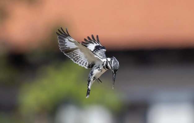 A bird with a long tail and a black and white wingtips