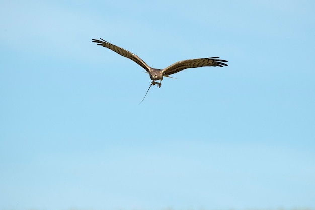 長い尾を持つ鳥